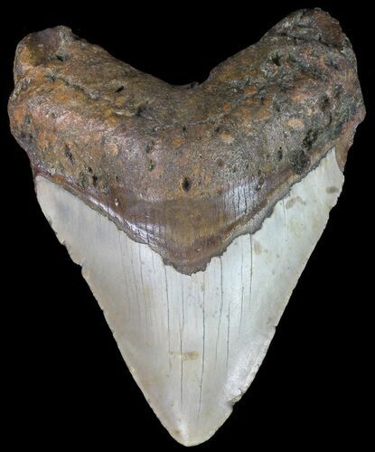 Bargain, Megalodon Tooth - North Carolina #67114